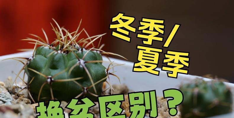 如何选择花盆来搭配仙人球使其更美观？