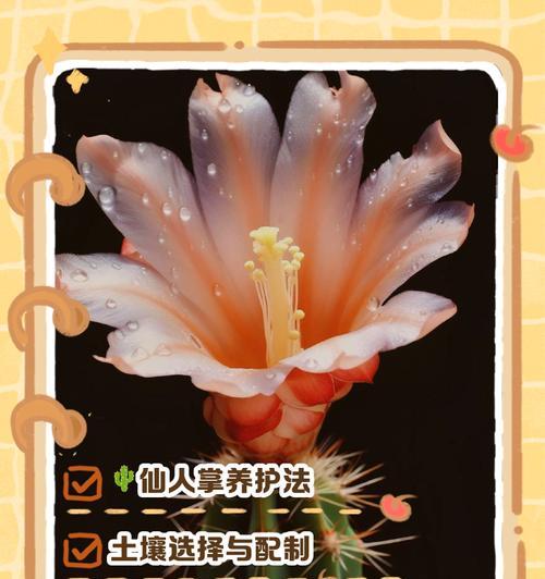 长期未浇水的仙人掌如何正确浇水？