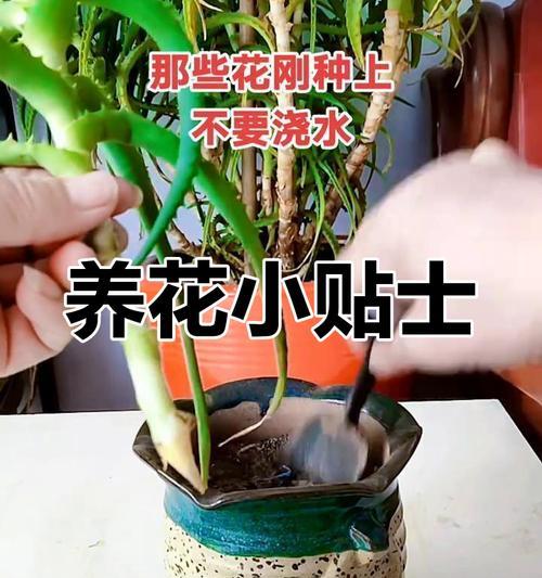 长期未浇水的仙人掌如何正确浇水？