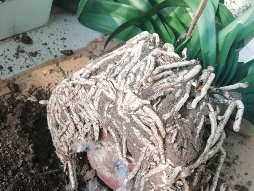 切根后的君子兰多久能发新芽？