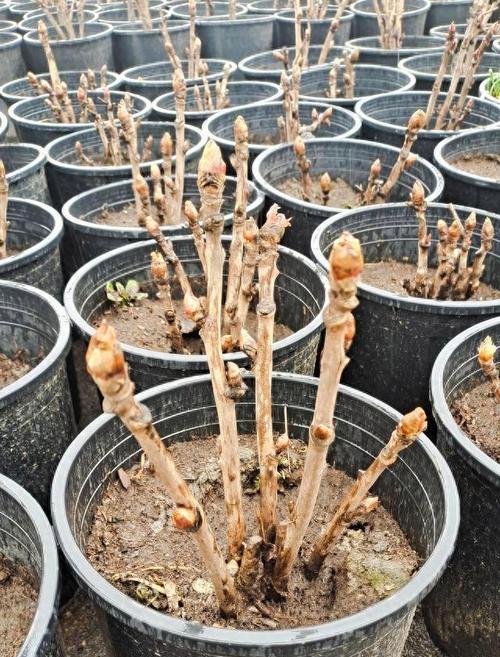 牡丹花发芽期间浇水的正确方式是什么？