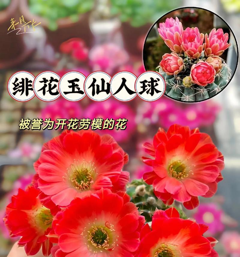 泰国佛手仙人球的养殖技巧有哪些？