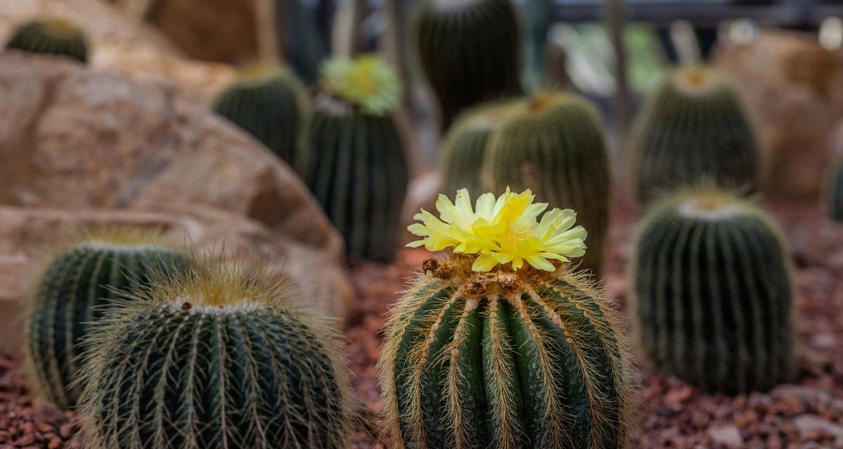 仙人球开花的条件和原因是什么？