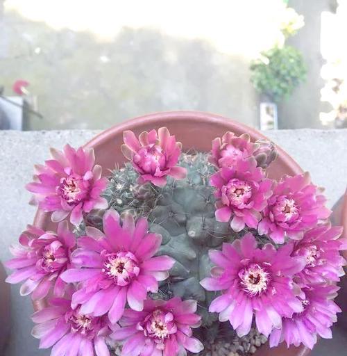 仙人球开花的条件和原因是什么？