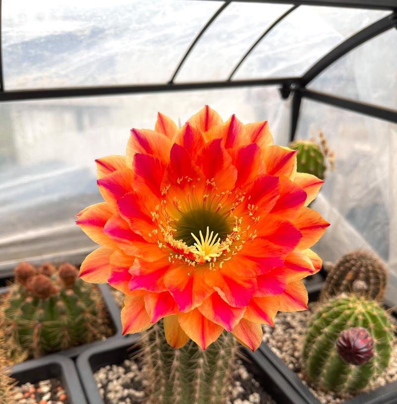 仙人球开花的条件和原因是什么？