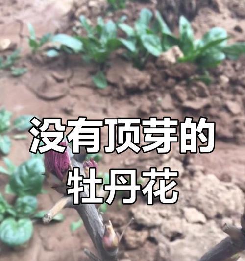 牡丹花小苗如何培育才能顺利开花？