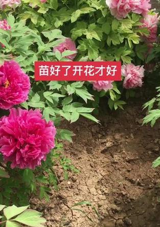 牡丹花小苗如何培育才能顺利开花？