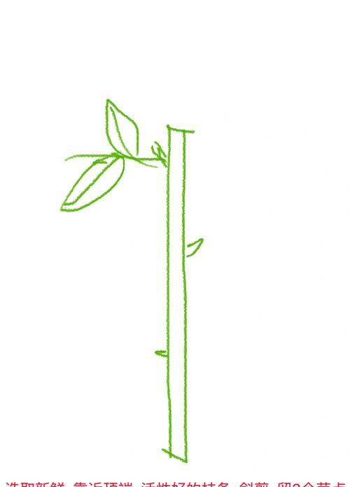 玫瑰花芽的培养方法和注意事项是什么？