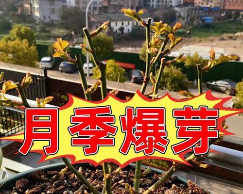 玫瑰花芽的培养方法和注意事项是什么？