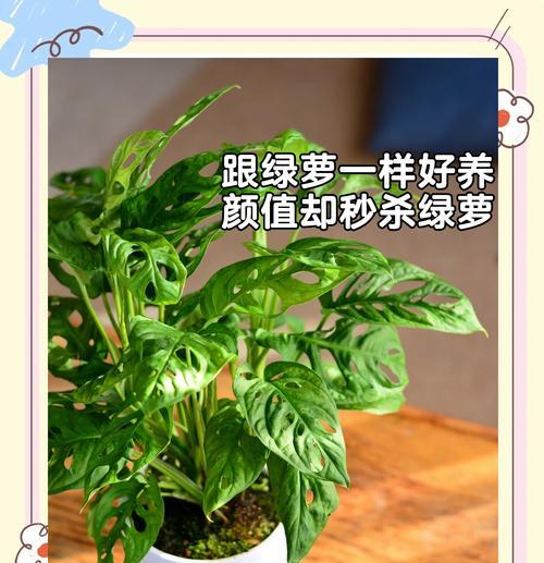 仙人掌叶片出现洞口时应如何处理？