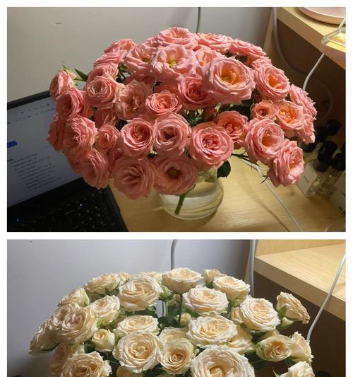 在广州如何正确养护玫瑰花？