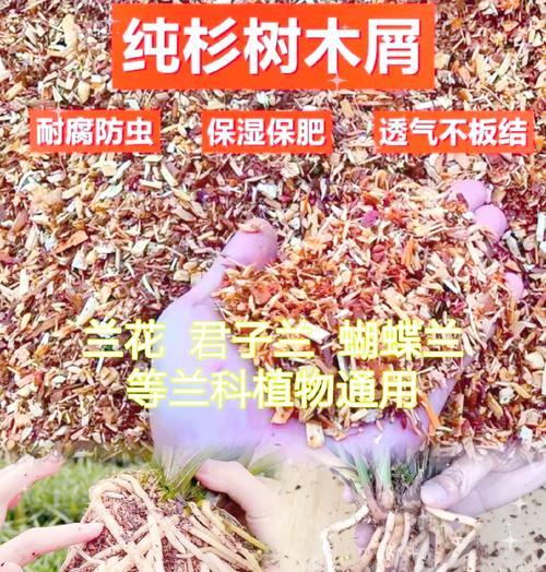使用果壳种植君子兰的方法和好处是什么？