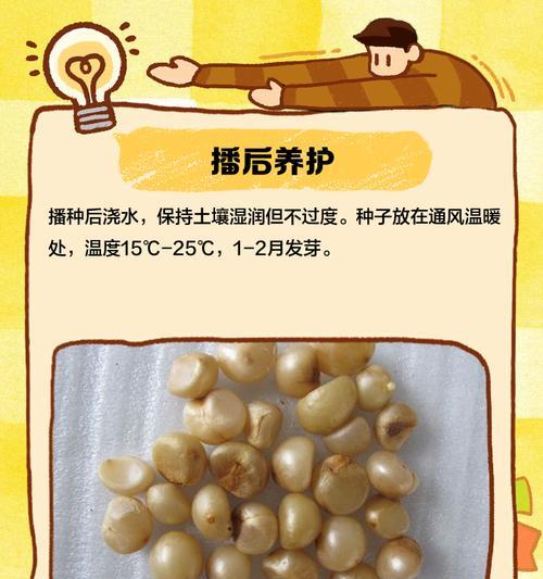 使用果壳种植君子兰的方法和好处是什么？