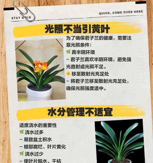 君子兰种球黄色代表什么品种？