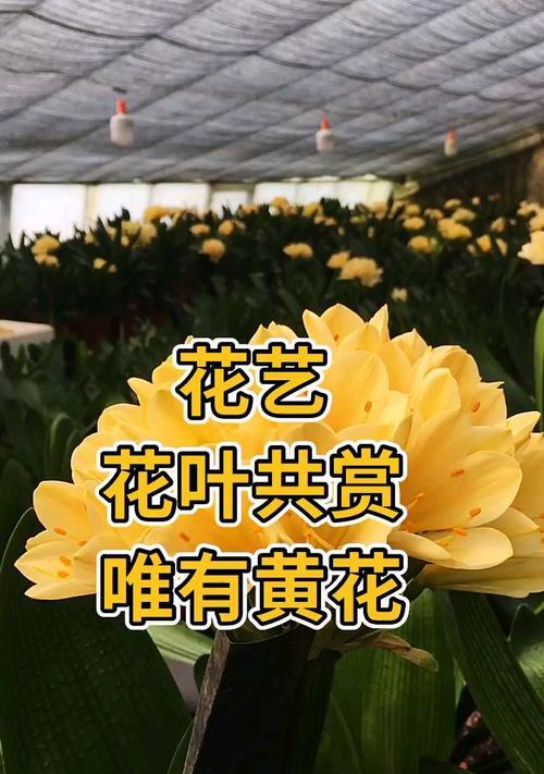 君子兰种球黄色代表什么品种？