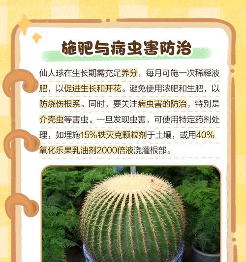 南山仙人球的正确养护方法是什么？