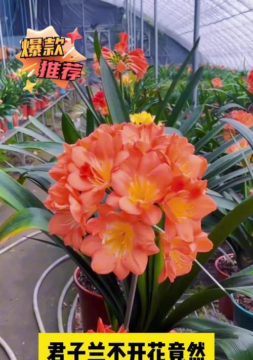 君子兰和玫瑰花有哪些不同？