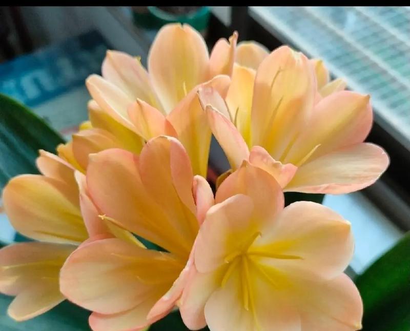 君子兰和玫瑰花有哪些不同？