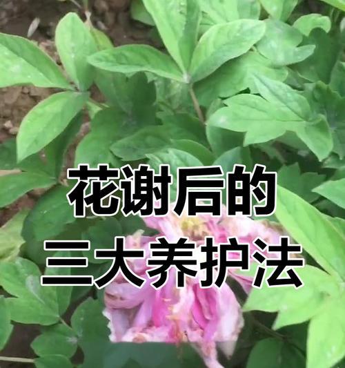 打包牡丹花的养护小技巧有哪些？