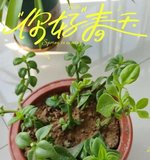 牡丹花快速生根的秘诀是什么？