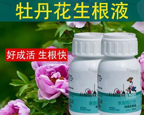 牡丹花快速生根的秘诀是什么？