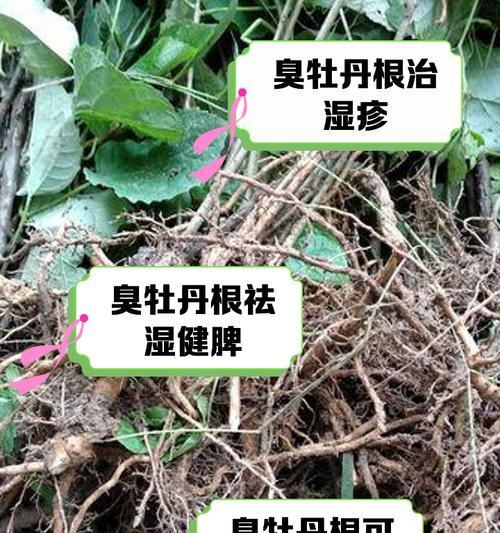 牡丹花快速生根的秘诀是什么？