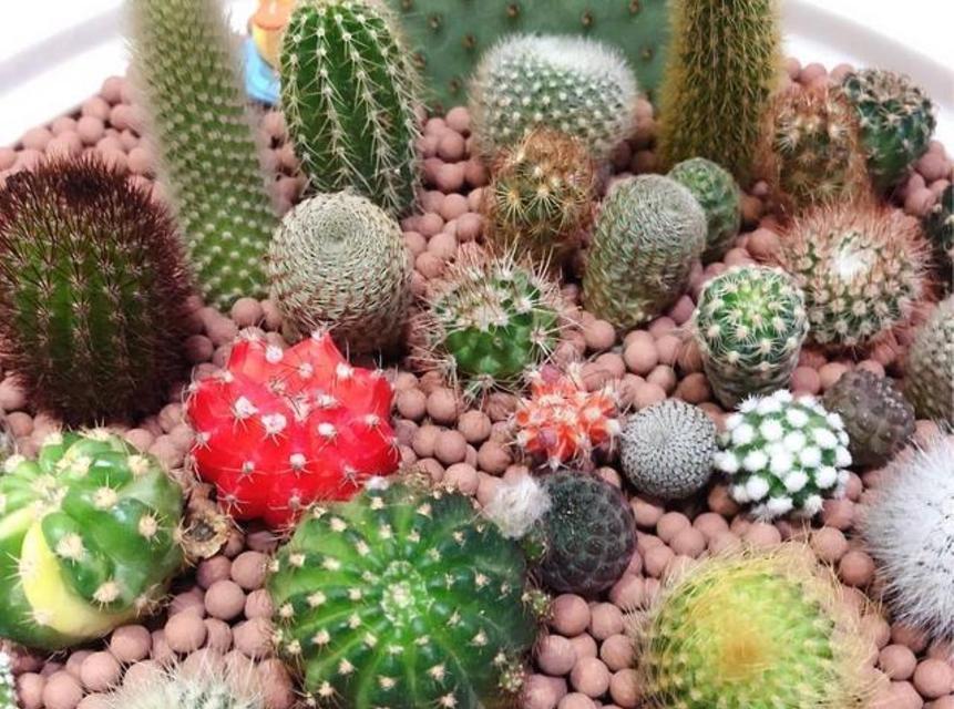 十年仙人球不开花？如何促进开花？