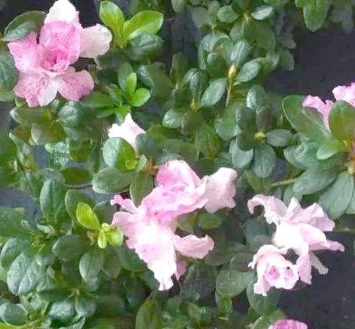 仙人掌黑球花的养护与管理技巧？