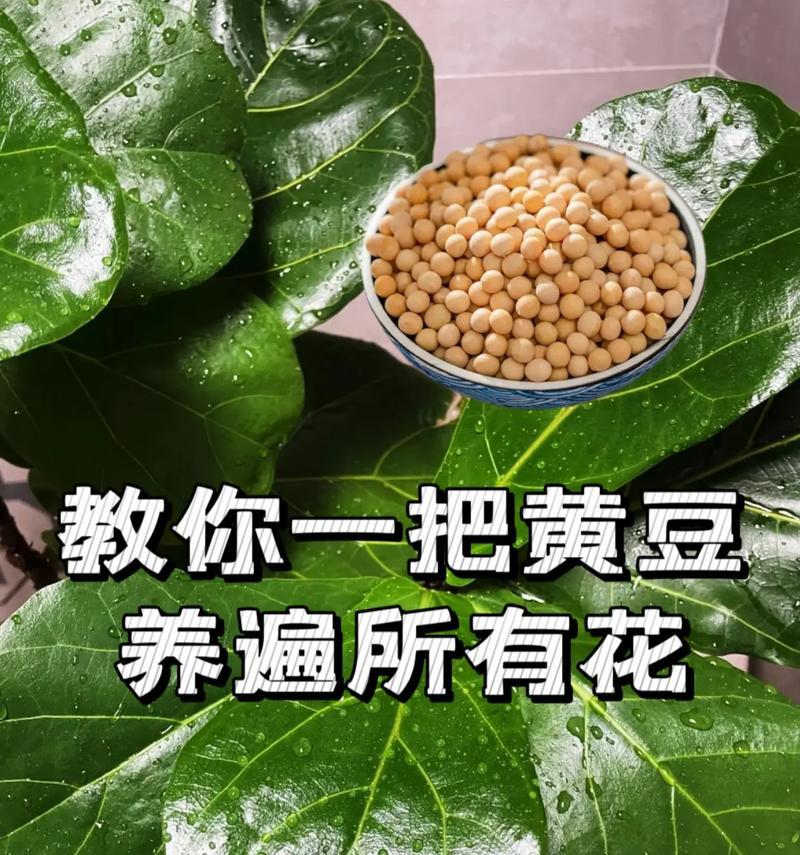 仙人掌黑球花的养护与管理技巧？