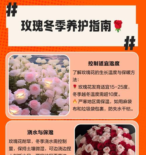 雪地玫瑰花的养殖技巧是什么？