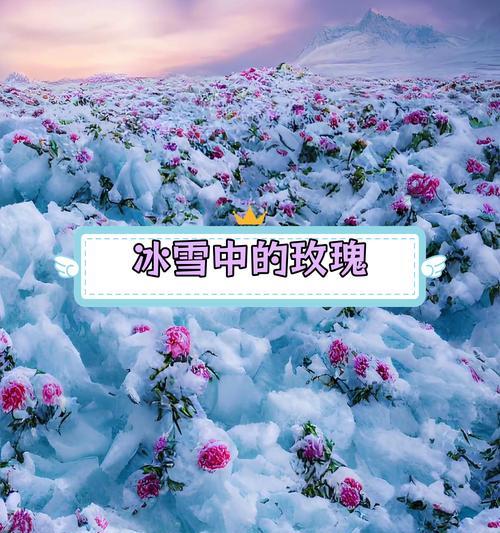 雪地玫瑰花的养殖技巧是什么？