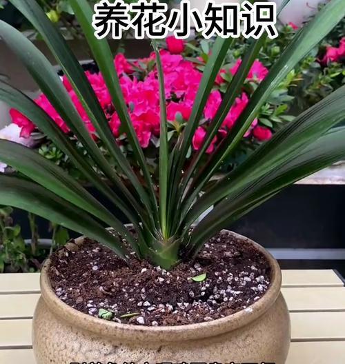 君子兰不开花是什么原因？