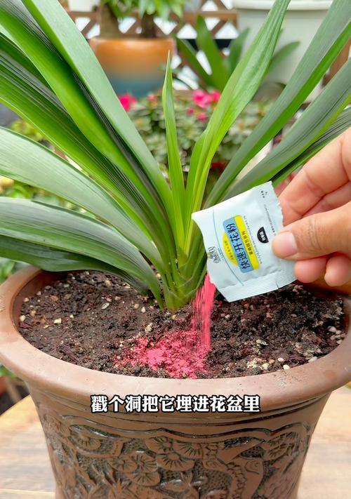 君子兰不开花是什么原因？
