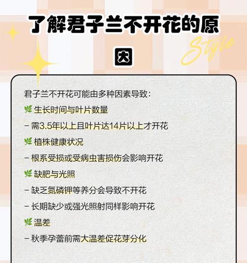 君子兰不开花是什么原因？