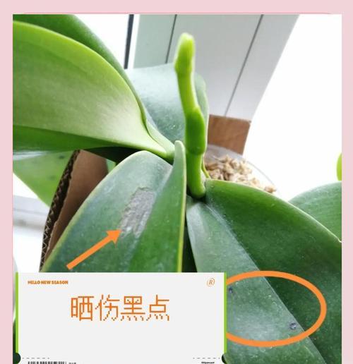 君子兰中间叶子腐烂如何处理？