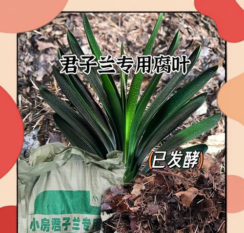 君子兰中间叶子腐烂如何处理？