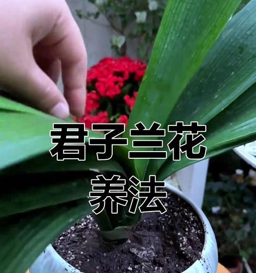 君子兰能否自花开放？养护技巧有哪些？
