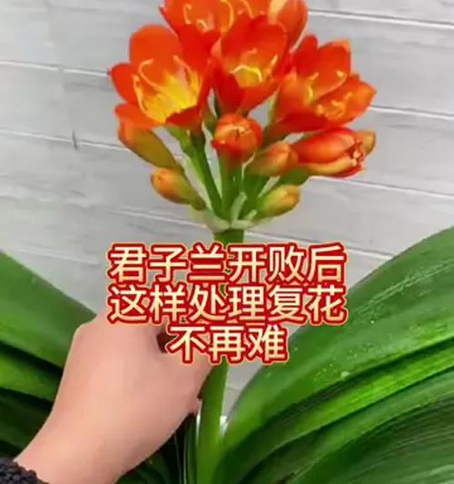 君子兰能否自花开放？养护技巧有哪些？