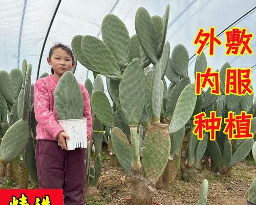 剪下的仙人掌如何种植？养护方法是什么？