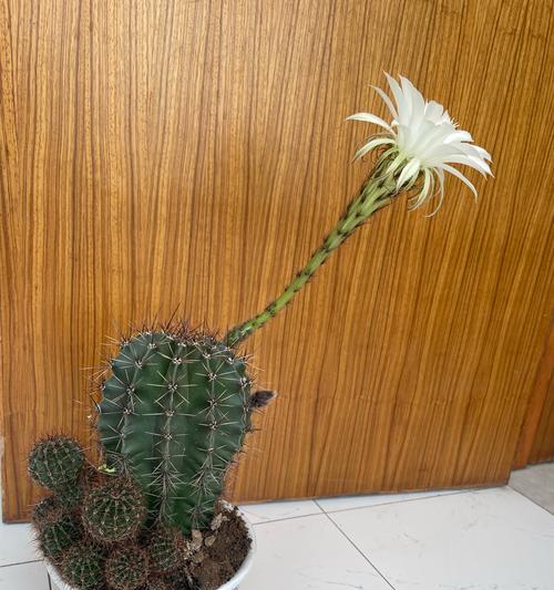仙人球开花后应如何处理？