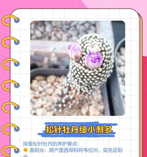 仙人球牡丹的正确养护方法是什么？