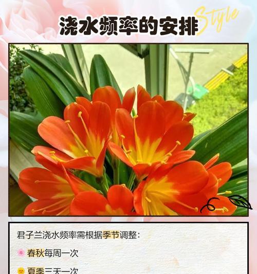 君子兰露根栽植的正确方法是什么？