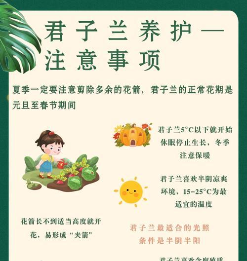 黑君子兰的养护技巧有哪些？