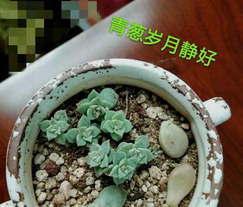 仙人掌剪小叶子的正确方法是什么？