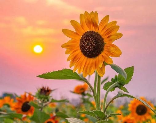 代表希望的花语和寓意是什么？