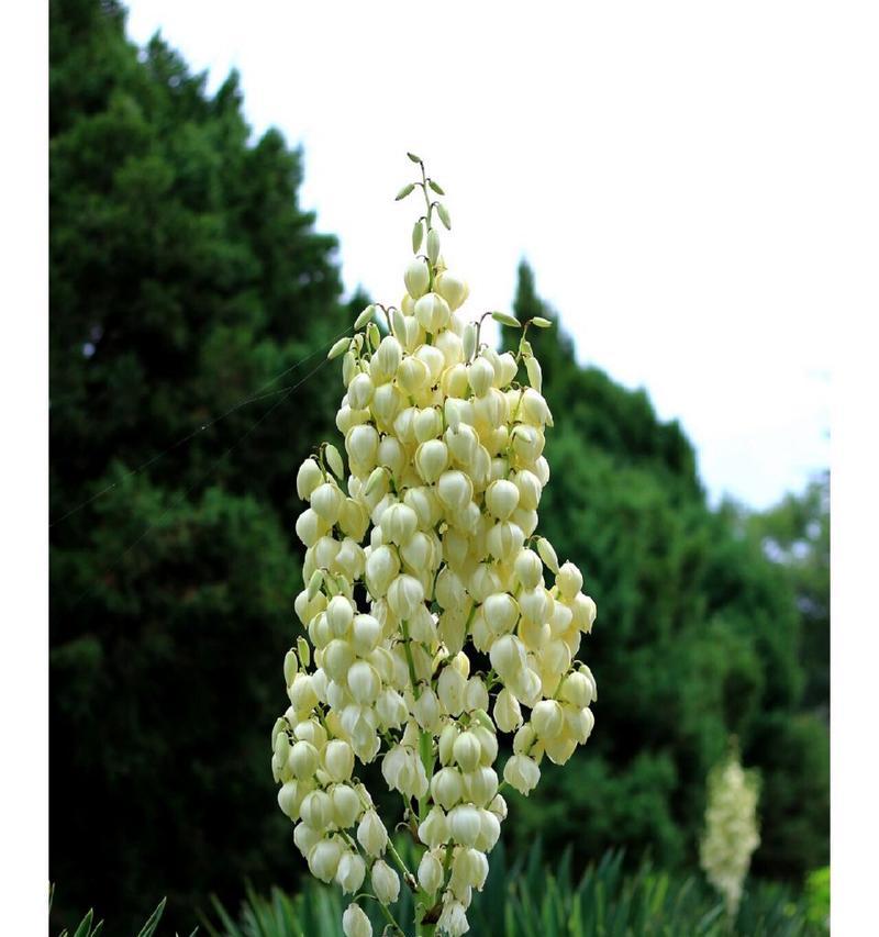 代表希望的花语和寓意是什么？