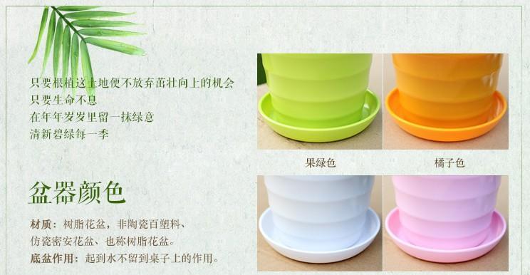 袖珍椰子的花语有哪些含义？