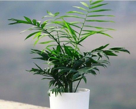 袖珍椰子的花语有哪些含义？