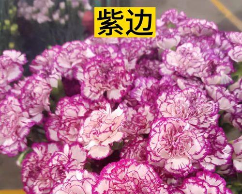 紫边康乃馨的花语代表什么？