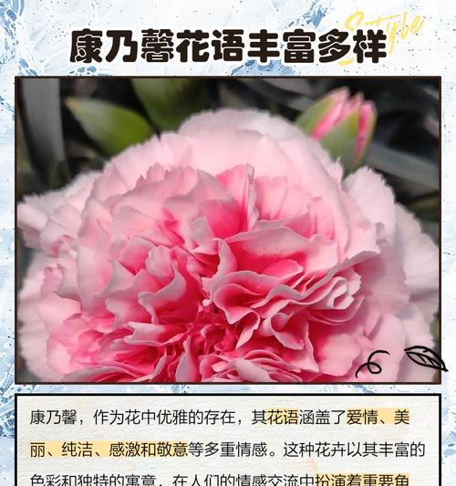 紫边康乃馨的花语代表什么？
